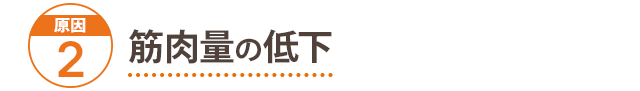 原因2:筋肉量の低下